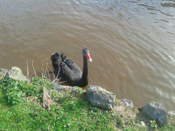 Swan rescue highlights fishing ban in Dawlish
