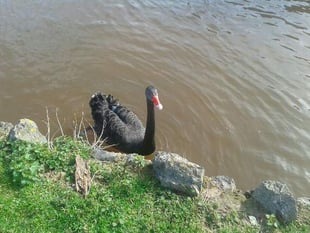Dawlish swan saved from fishing line