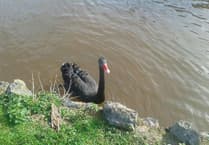 Swan rescue highlights fishing ban in Dawlish