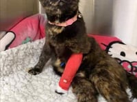Cat paralysed after cruel shooting incident