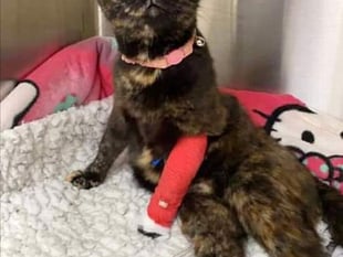 Cat paralysed after cruel shooting incident