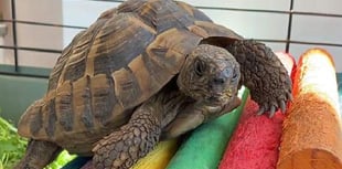 Tortoise does a runner