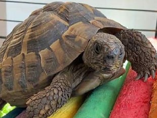 Tortoise does a runner