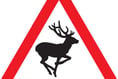 Watch out drivers, there’s a deer about