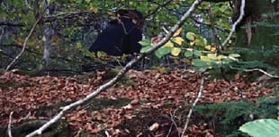 Fungi foragers plunder woods