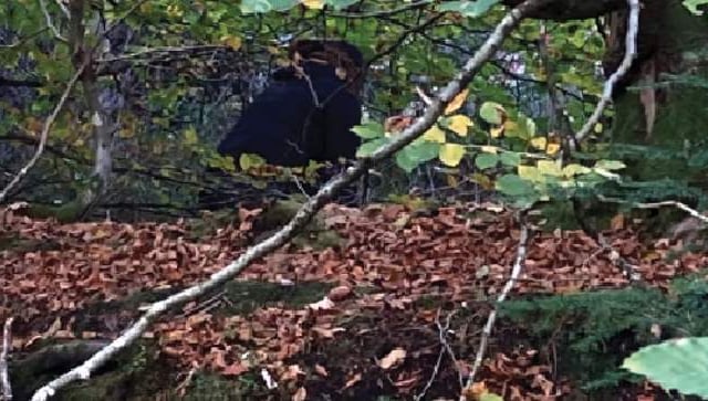 Fungi foragers plunder woods