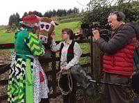 Panto Cow follows in War Horse’s footsteps