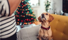 Vet charity warns of fatal foods for our furry friends this Christmas
