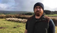 Dartmoor farmer loses nearly 40 sheep after dog attack