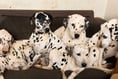 CRUELLA DEVON - Dalmatian sanctuary needs a new home