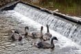 Black swan Cygnets are set loose