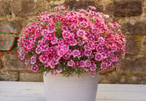 Nursery exhibits at Chelsea Flower Show 