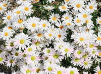 Eight gardens ready to open for your delight