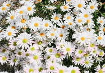 Eight gardens ready to open for your delight