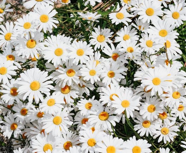 Make Kingsteignton blossom - call for In Bloom entries