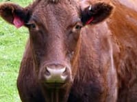 Moove over, you’re slowing the trains!