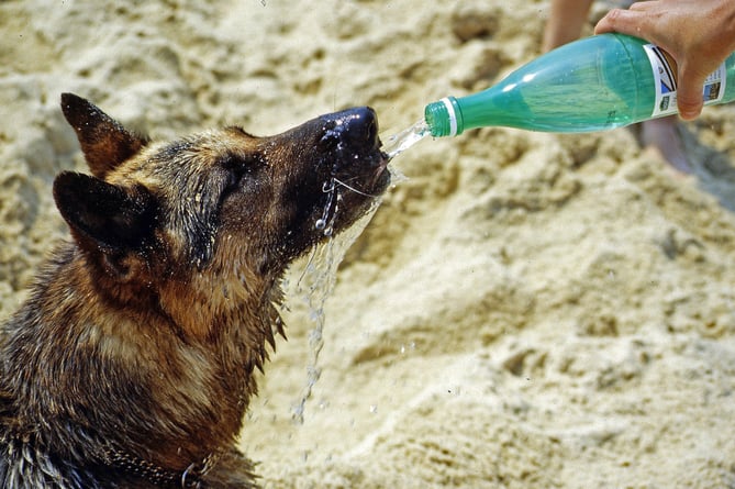Keep pets cool in the heat