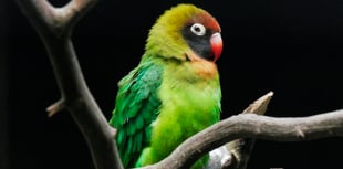 Shaldon Wildlife Trust on high alert