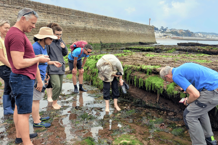 A shore based ‘bioblitz’ to Coryton Cove Dawlish