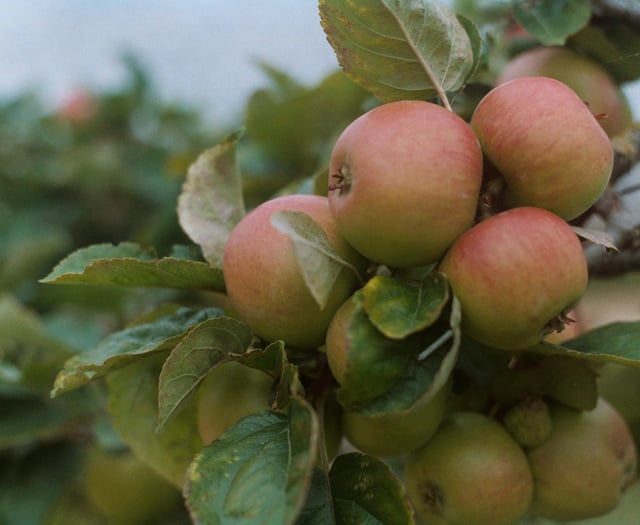 Carol singing in apple orchard 