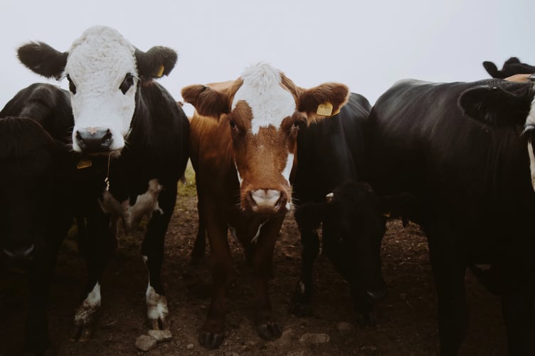 cows.jpeg