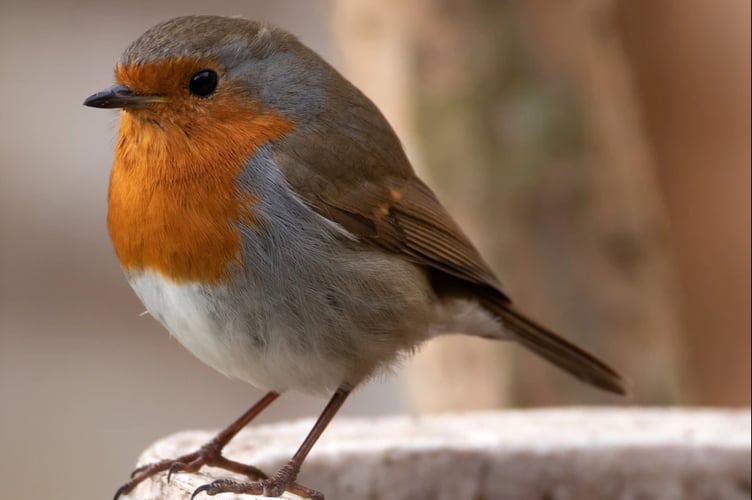 robin.jpeg