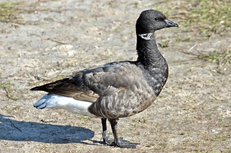  Brent Geese