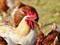House your birds order to stop spread of bird flu