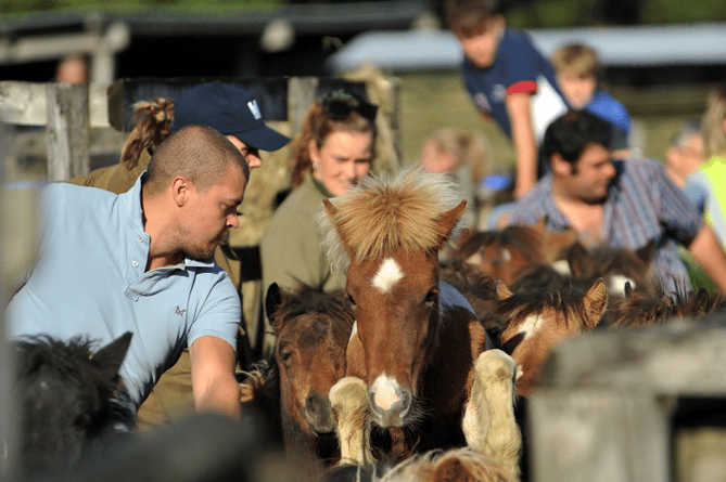 Chagford Drift Pony Sale