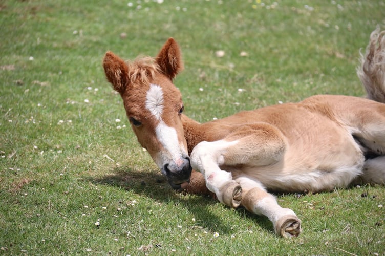 foal.png
