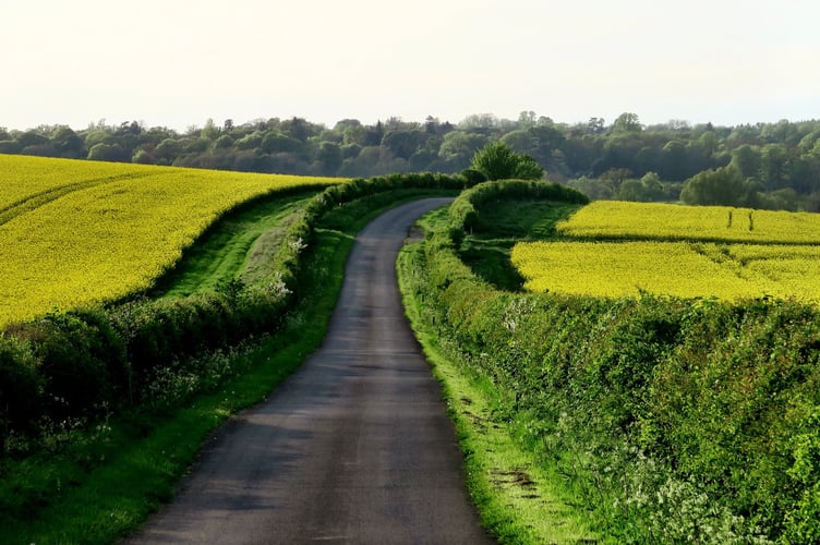 country lane