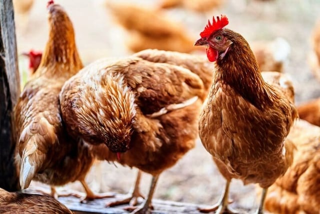 Bird flu outbreak in Dawlish