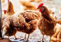 Bird flu hits Dawlish