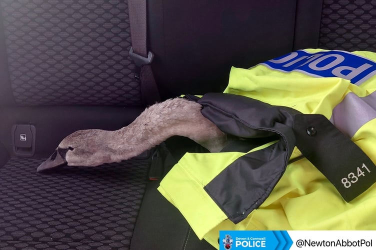 Newton Abbot Police were twice called to deal with this swan that was causing problems blocking the roads. They returned it safely to the Jetty Marshes.
Picture: Newton Abbot Police (Nov 12 2022)