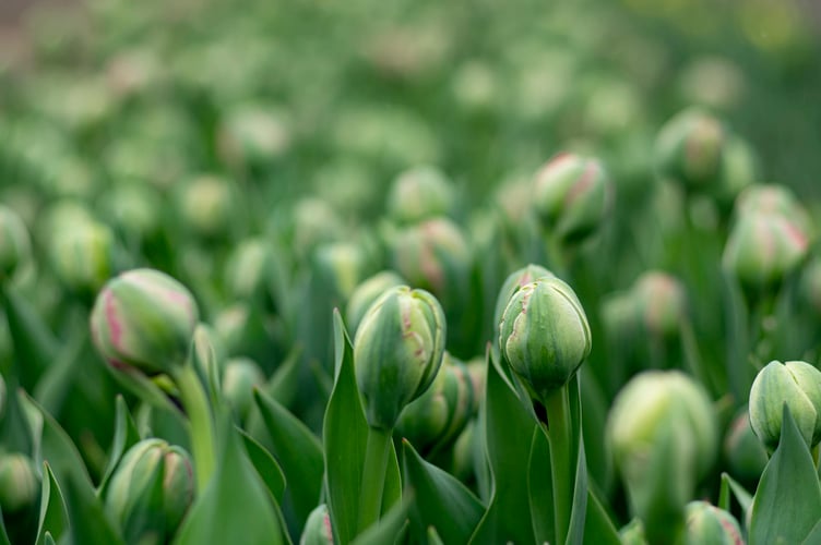 bulbs
