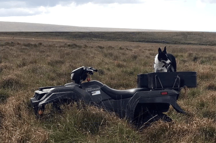 Tess the farm dog on the Dartmoor common land.