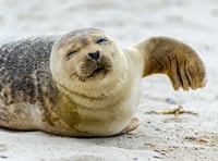 A special assembly  to save  the seals