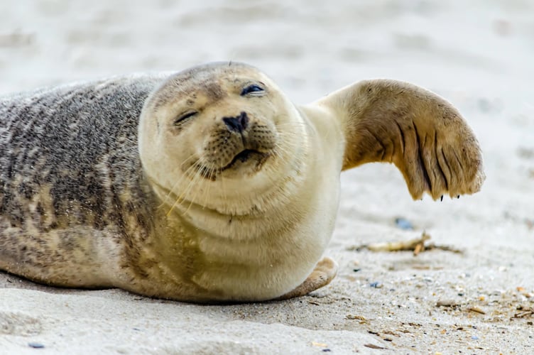 seal 