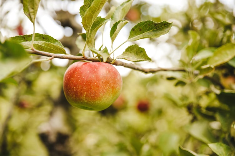 orchard