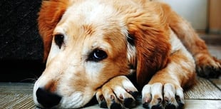 Beware of lost-dog Facebook scams