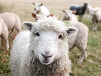 Fancy rearing some of your very own sheep?