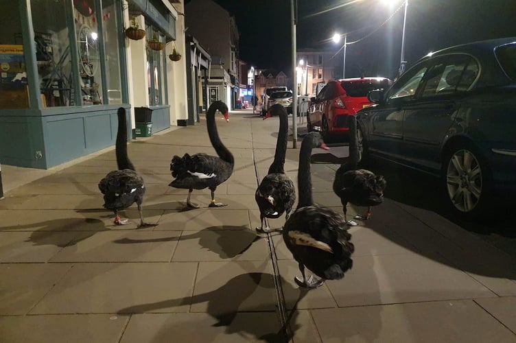 Black swans of Dawlish taking an evening stroll