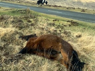 Pony road deaths highest in years