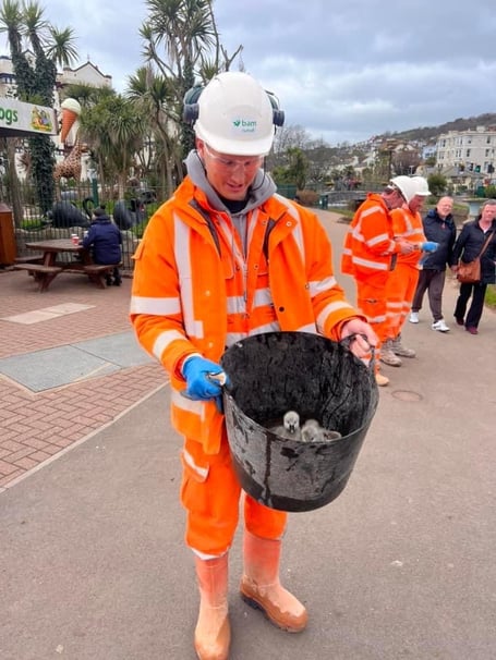 BAM Nuttall workers came to the aid of new cygnets