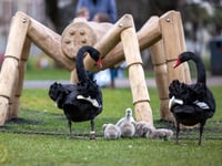 Iconic Black Swans breeding again in Dawlish 