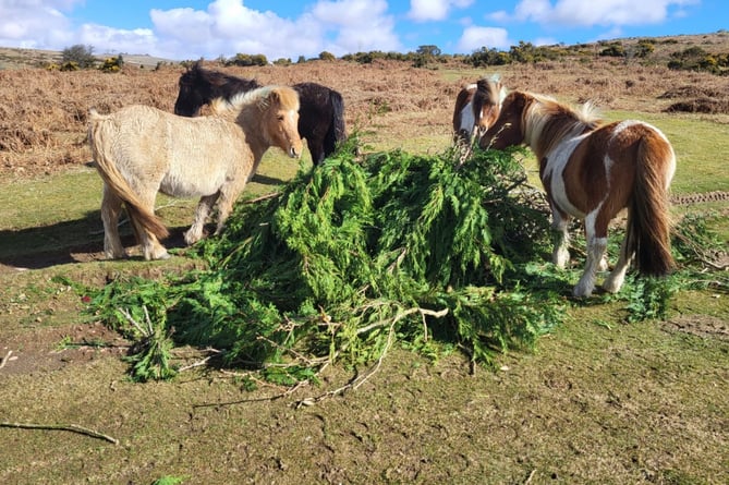 Dartmoor ponies eating poisonous greenery