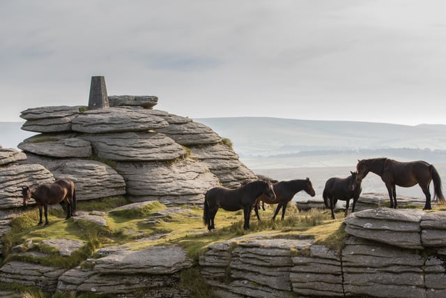 Dartmoor charity hosts free guided walks at Bellever
