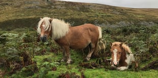 Farmers have a right to graze their sheep on the moors