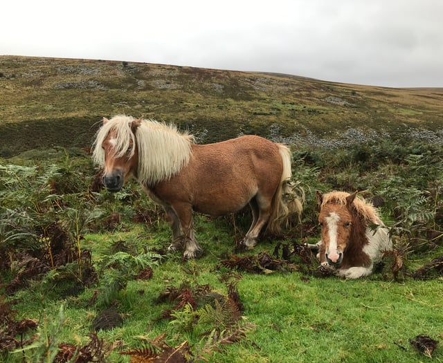 Farmers have a right to graze their sheep on the moors