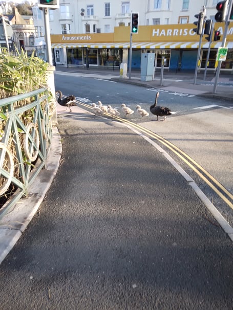 Dawlish swan family crosses main road 
